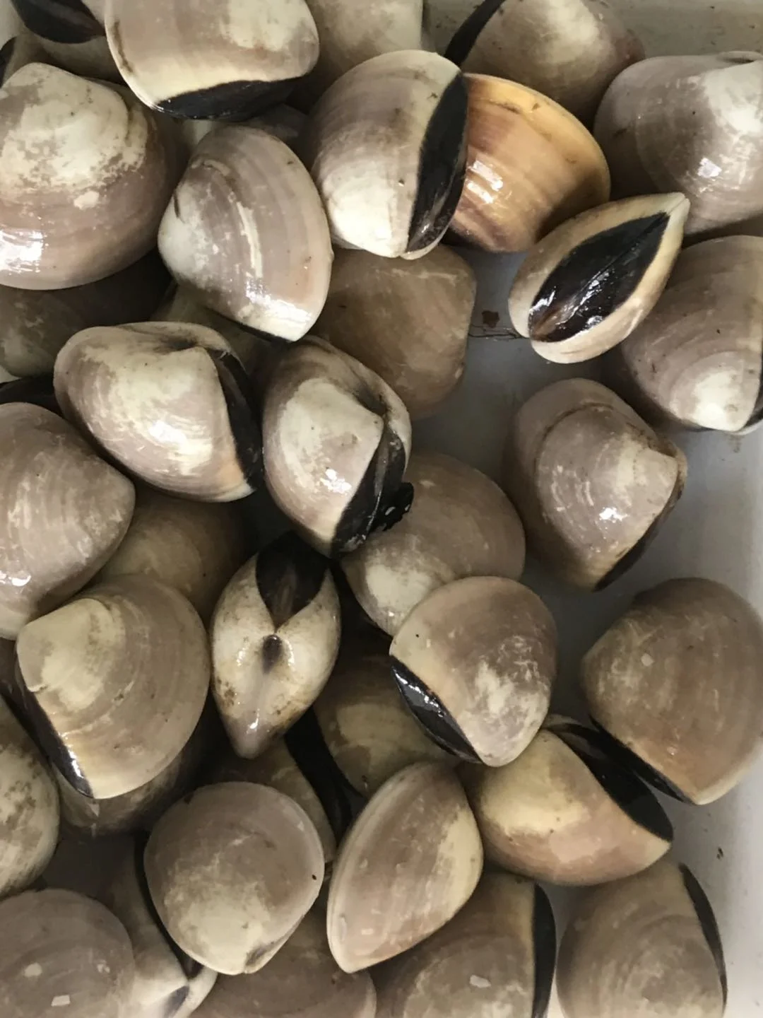 white clam 1.jpg