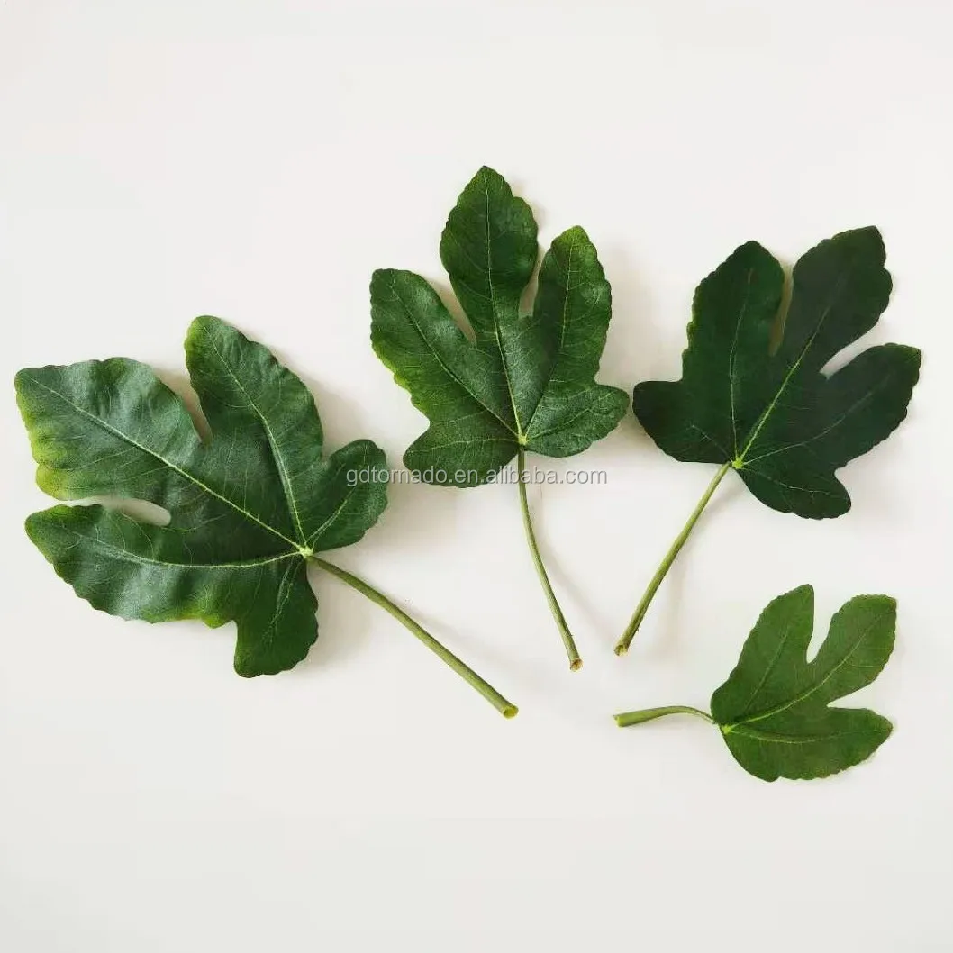 Fiddle Leaf Fig растение