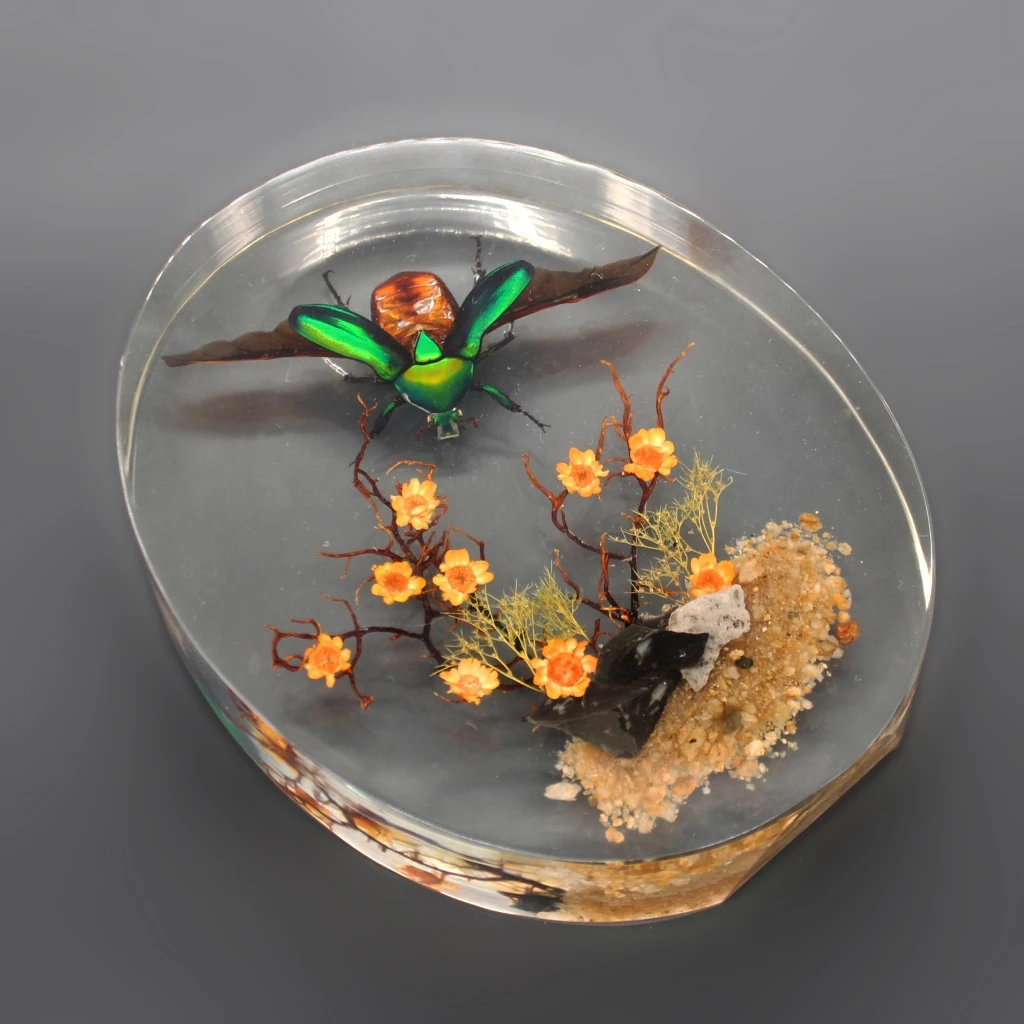 飞行绿蔷薇金龟子花园 arcylic 标本昆虫 bug 树脂工艺家用办公桌办公