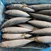 Frozen Pacific Mackerel - 400-500g - High Fat DHA EPA