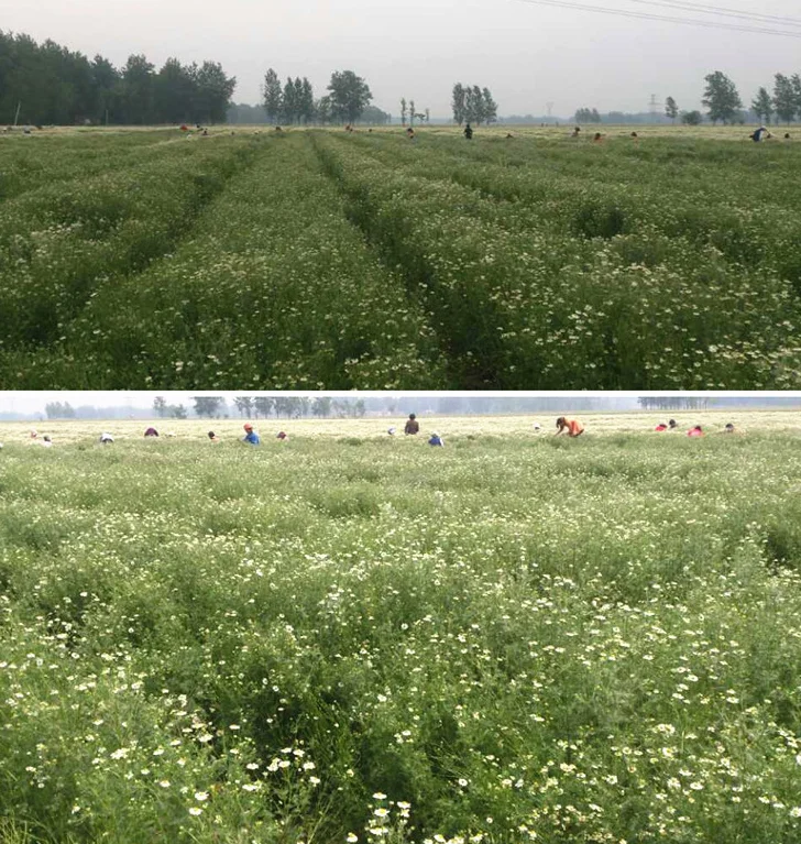 dried chamomile flowers6.png