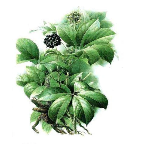 8%-5.0% siberian ginseng extract /acanthopanax extract