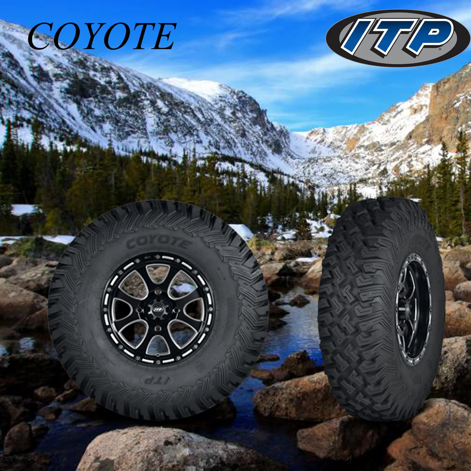 COYOTE--1.jpg