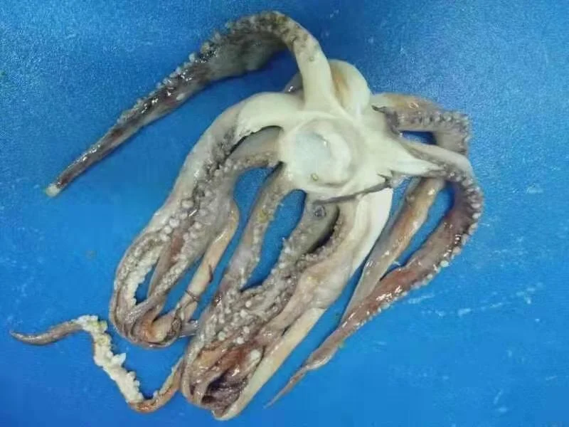 squid tentacles 4.jpg