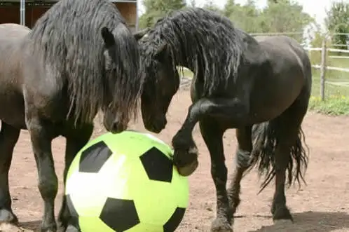 horse ball_8.JPG