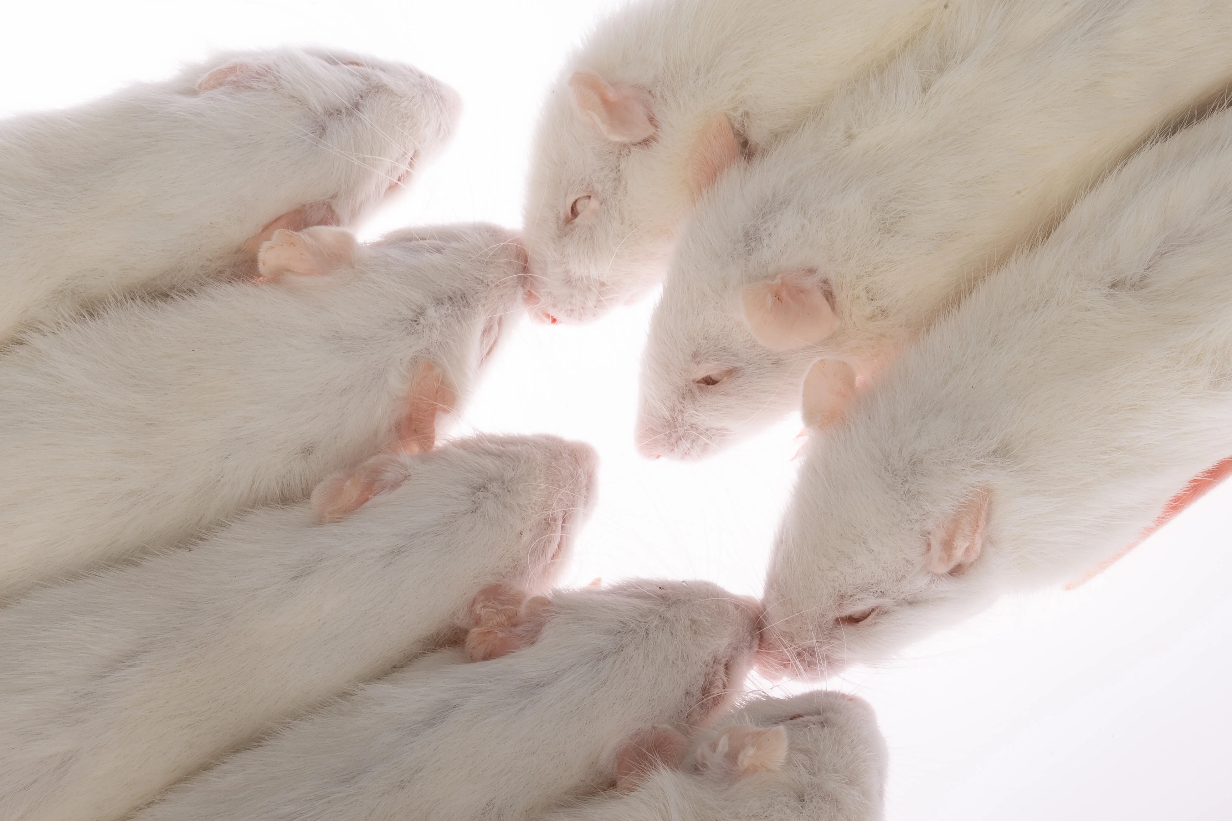 Pinky Mice For Pet Snakes,Lizards,Frogs,Turtles,Crocodiles,Foxes,Hawks