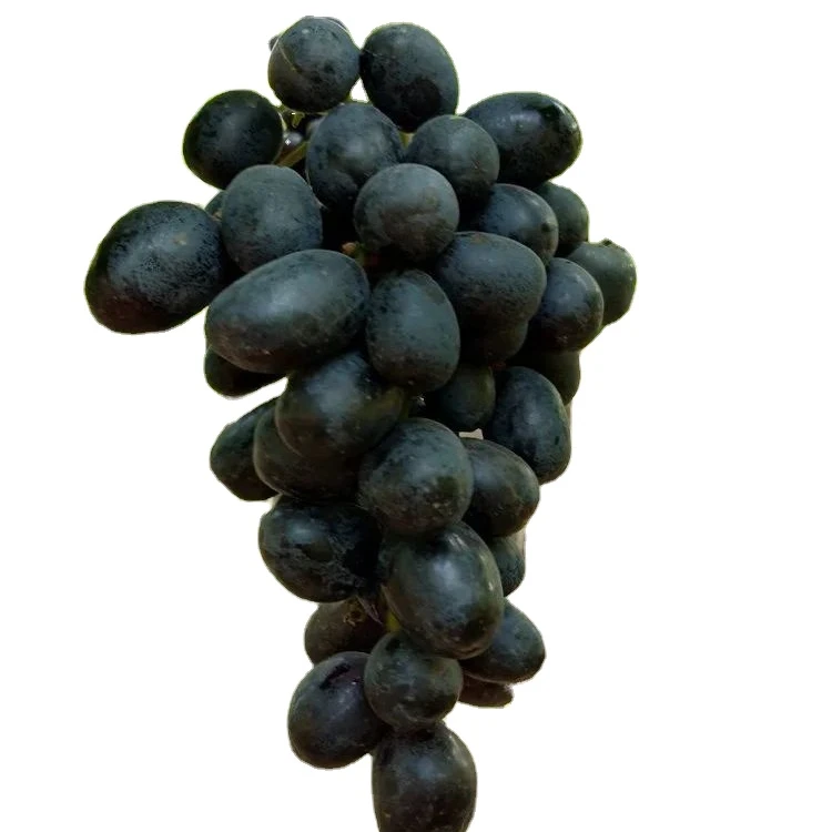 Fresh Delicious Green Red Black Grapes Sonaka,Super Sanoka,Sharad,Black