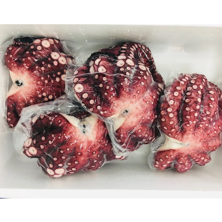 
10kg frozen steamed plump texture tako octopus buyer exotic seafood importer 