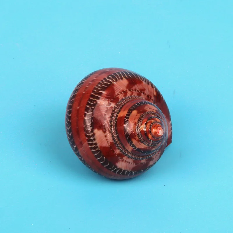 Natural Large Hermit Crab Shells Red Seashells Turbo Snail