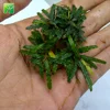 Low moq mini live Bucephalandra Catherineae aquatic plants for sale