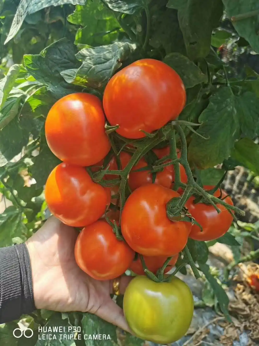 2020 Wholesale Indeterminate Hybrid F1 Red Cherry Tomato Seeds For