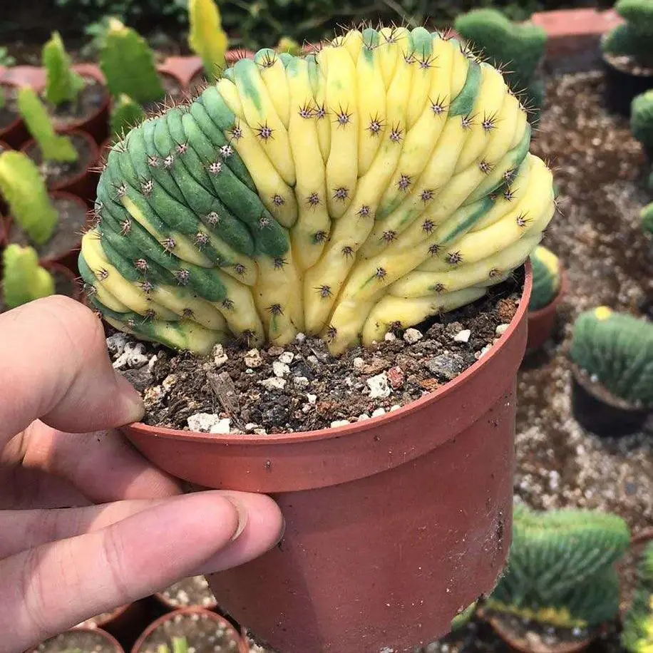 
12-15cm TRICHOCEREUS pachanoi online outdoor home decoration live large indoor succulent nursery cactus plant 