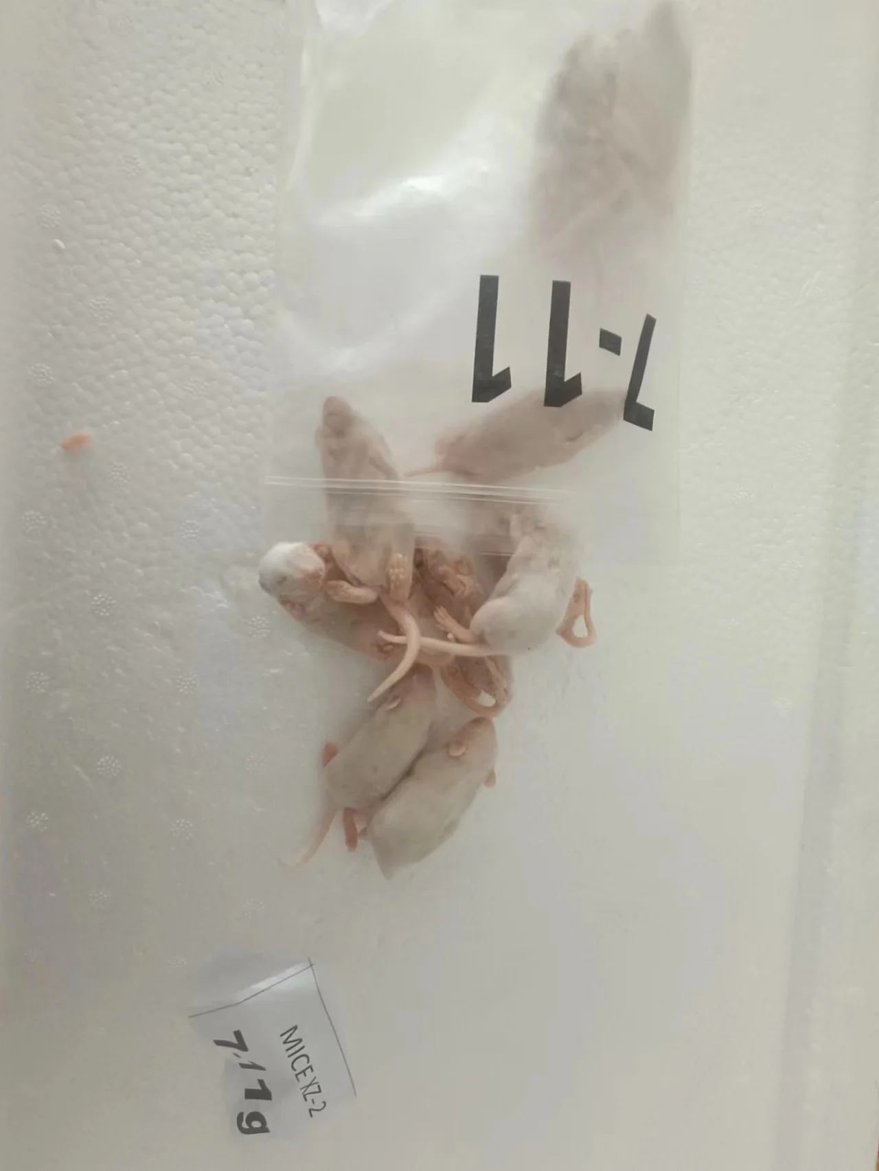 Frozen Mice Frozen Rats Frozen Mouse Mice Rats Mouse Rat Buy Frozen