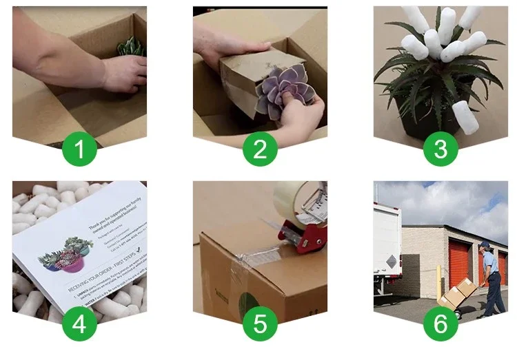 
Wholesale indoor decoration PEPEROMIA CAPERATA Peperomia Diamond live succulent 