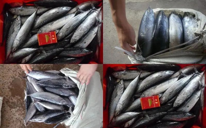 bonito4