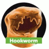 hookworm.png