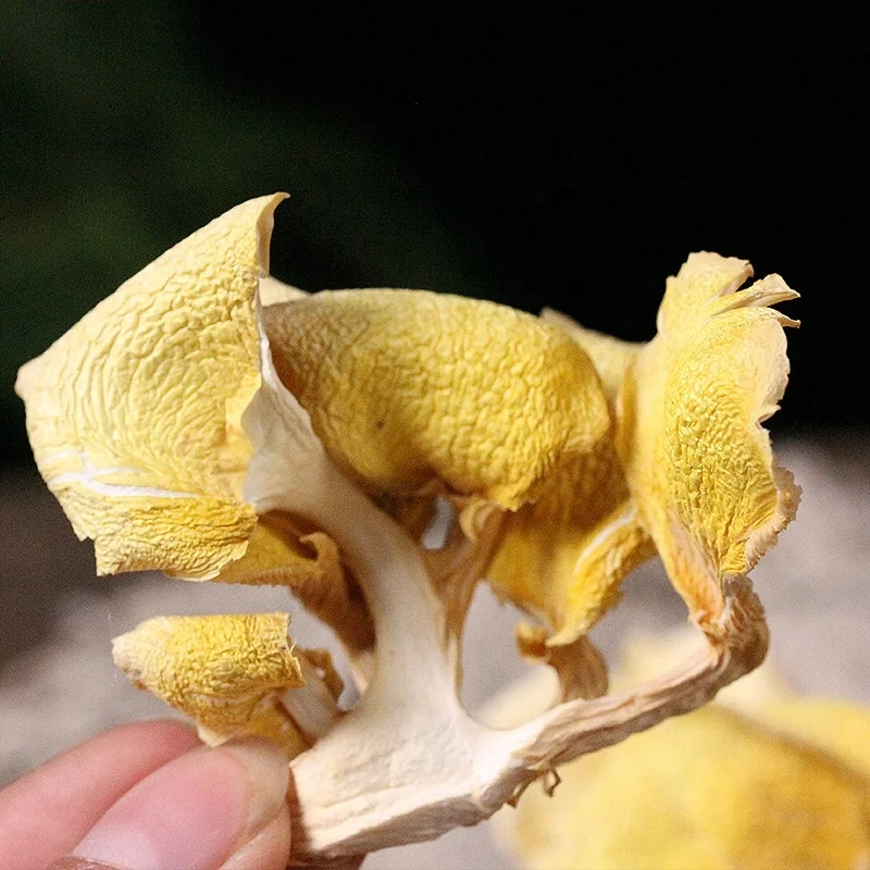 Wholesale Price Fresh Dried Chanterelle Mushrooms In Bulk Buy Dried
