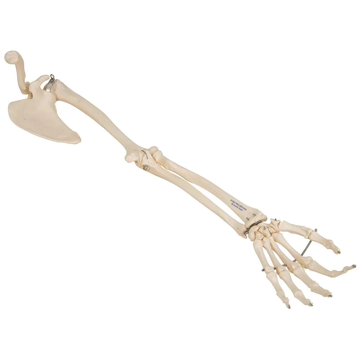 Gelsonlab HSBM-122A Life Size Arm Skeleton for Medical Education