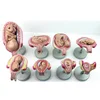 Fetal pregnancy development model Medical childbirth model Pregnancy process model