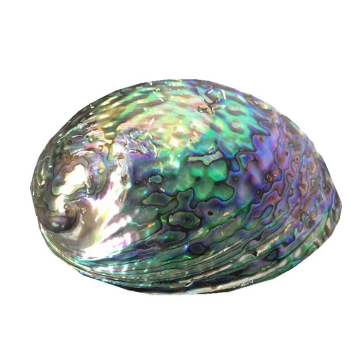 
hot sale modern home craft handmade mexican new zealand abalone shell pieces for crafts 