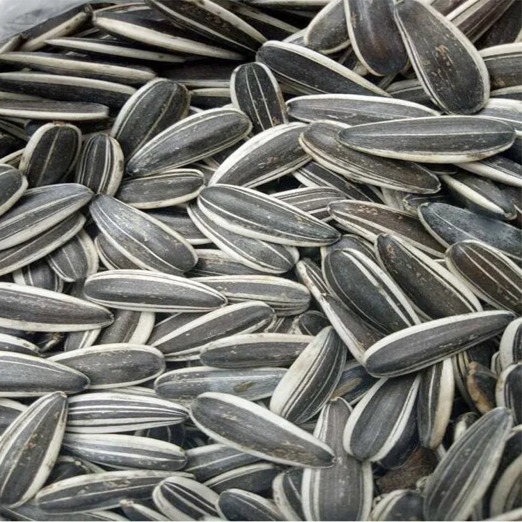 China quality sunflower seeds with best price inner mogolia