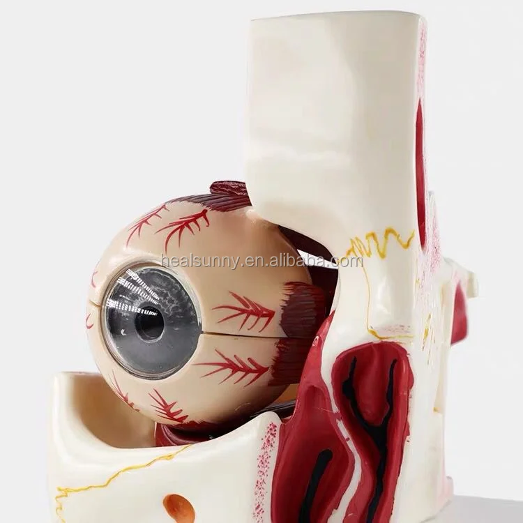 eye model1 (2).png