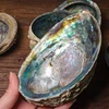 /product-detail/wholesale-polished-rough-raw-home-bathroom-decoration-soap-holder-sage-smudge-abalone-sea-shell-62422457376.html