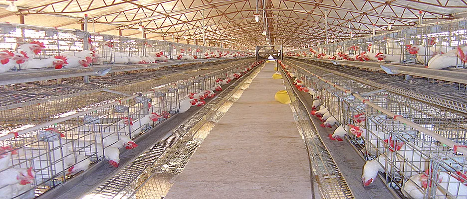 Commercial Prefab Steel Structure Chicken Poultry Farm House Shed
