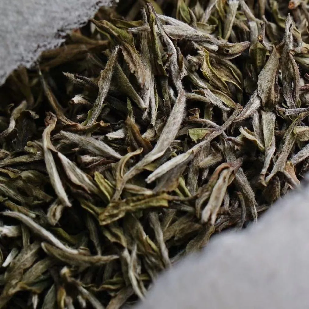 Wholesale white tea Fujian Organic Tea Pekoe - 4uTea | 4uTea.com