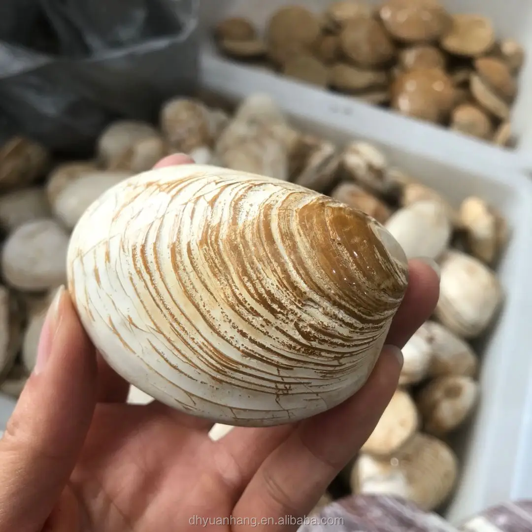 贝壳化石水晶贝类家居装饰 - buy shell fossil crystal shellfish