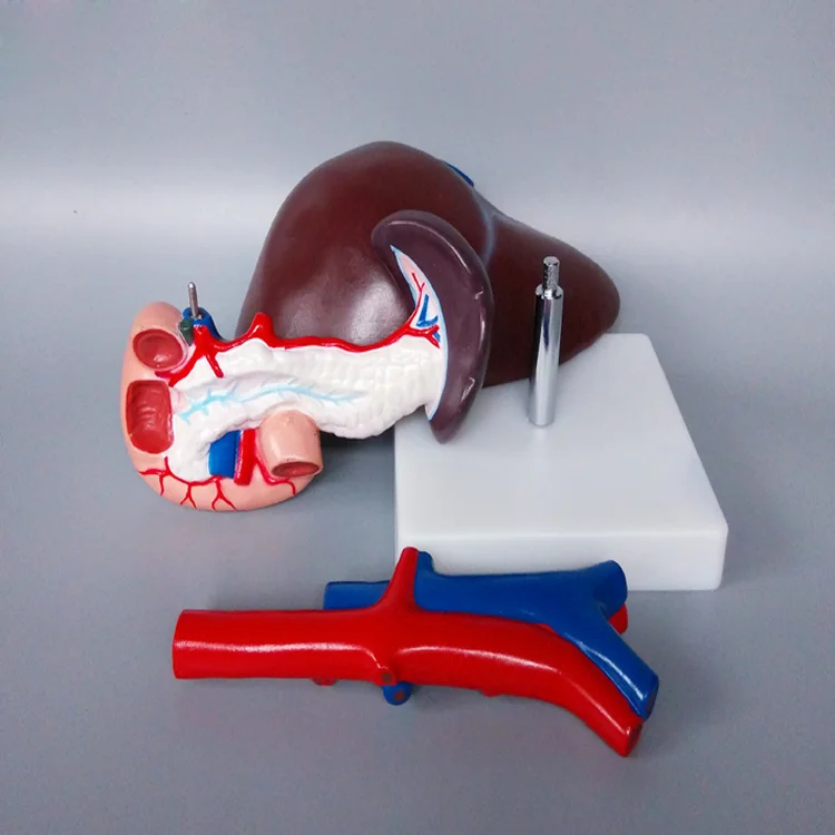 Life Size Human Anatomy Liver Pancreas And Duodenum Model Surgery Medical Display