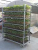greenhouse mesh wire plant nursery danish cart flower display dutch trolley
