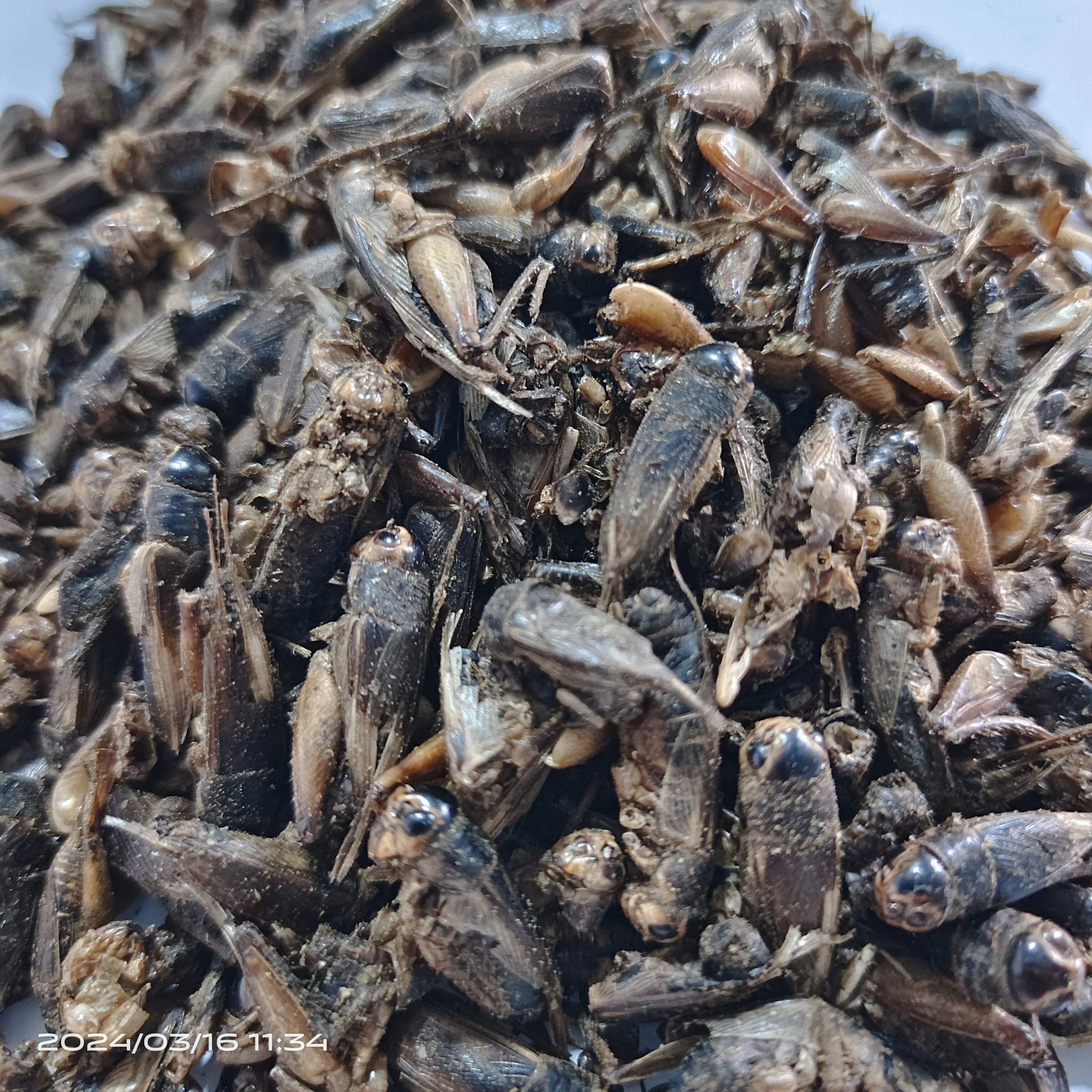 Wholesale Dried Crickets Animal Feed Fish Feed Pet Food High Protein