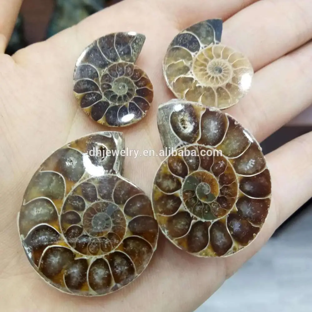 Natural Pearly Nautilus Fossils Ammonite Specimen From Madagascar 
