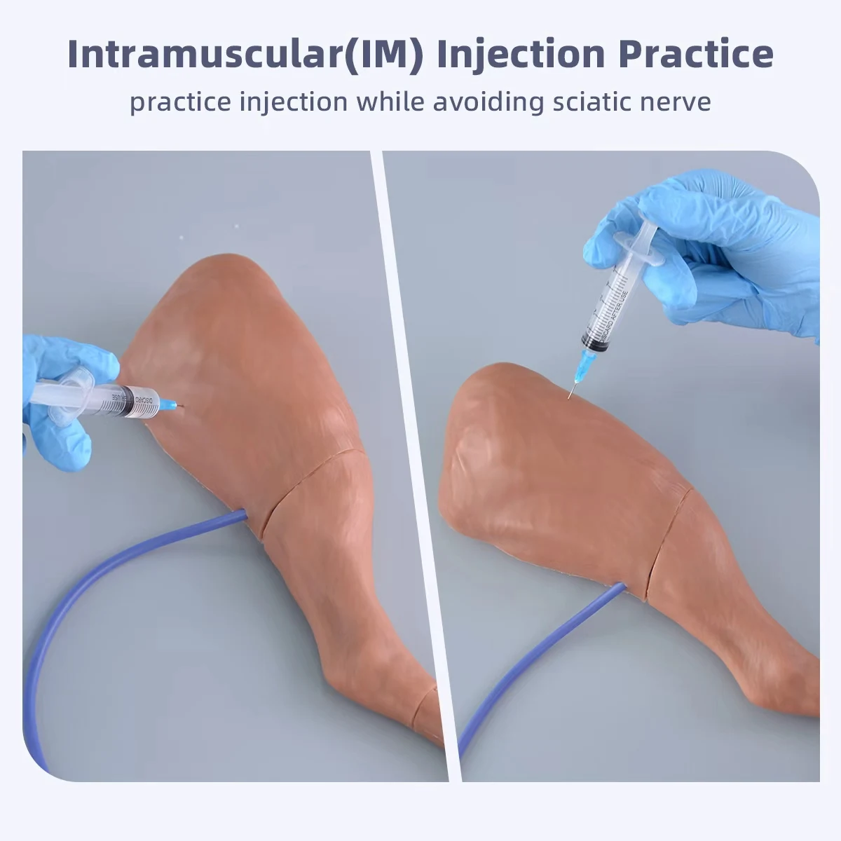 Veterinary Dog Injection Practice Canine Leg Injection Trainer for IM&IV Injections Medical Saphenous Vein Blood Collection