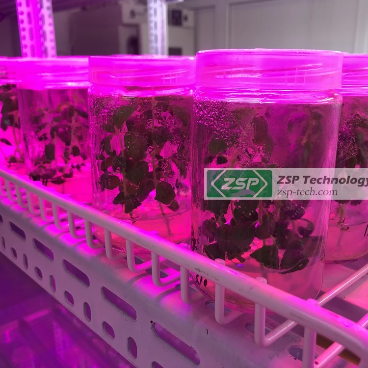 ZSP waterproof ZPDT802 LED Grow Light pineapple tissue culture
