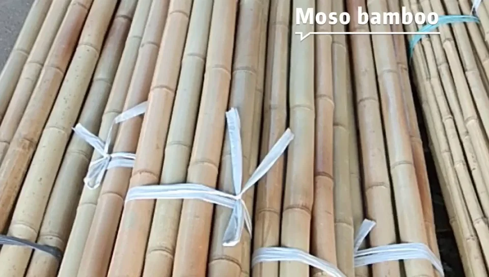 Large Dry Raw Moso Bamboo Poles For Sale Buy Bamboo Poles,Dry Bamboo