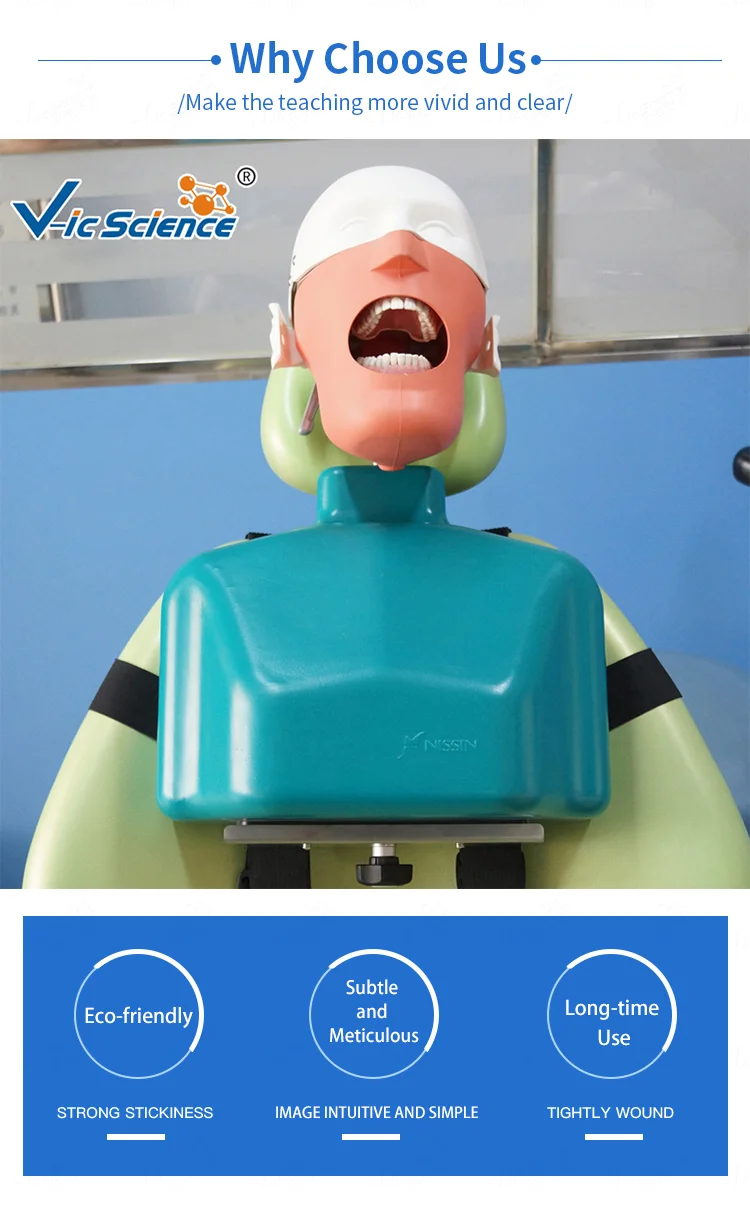 Dental Simulator Manikin Dental Head Model With Human Teeth For Medical