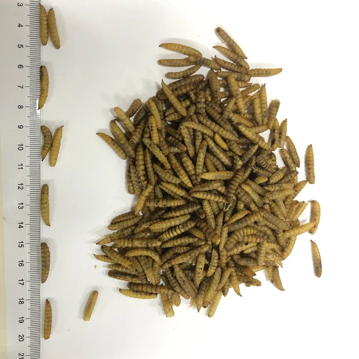 Black soldier fly 2.jpg