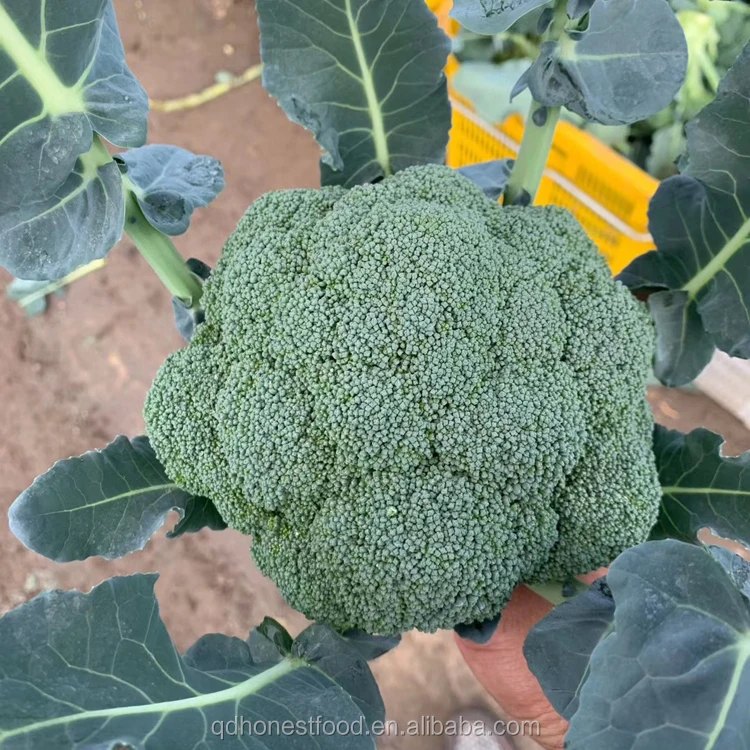 mmexport1596447582571