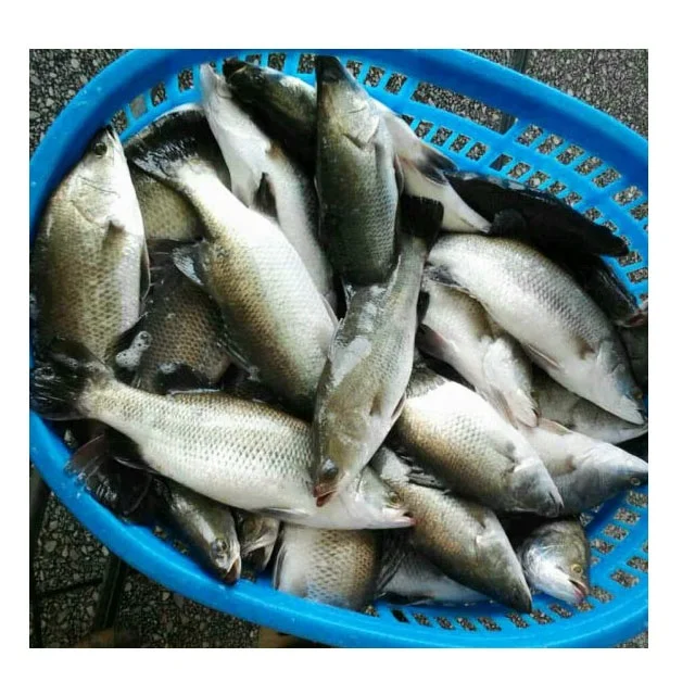 frozen barramundi for export 1.jpg