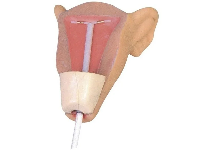 advanced intrauterine contraceptive device iud training model