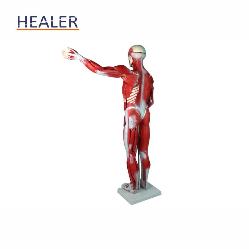 Anatomical Human Body Muscle Dissection Model - Healermed