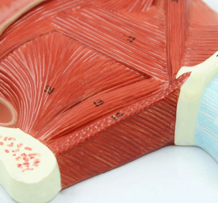 Human Tongue Muscle And Tongue Muscle Anatomical Model With Digital