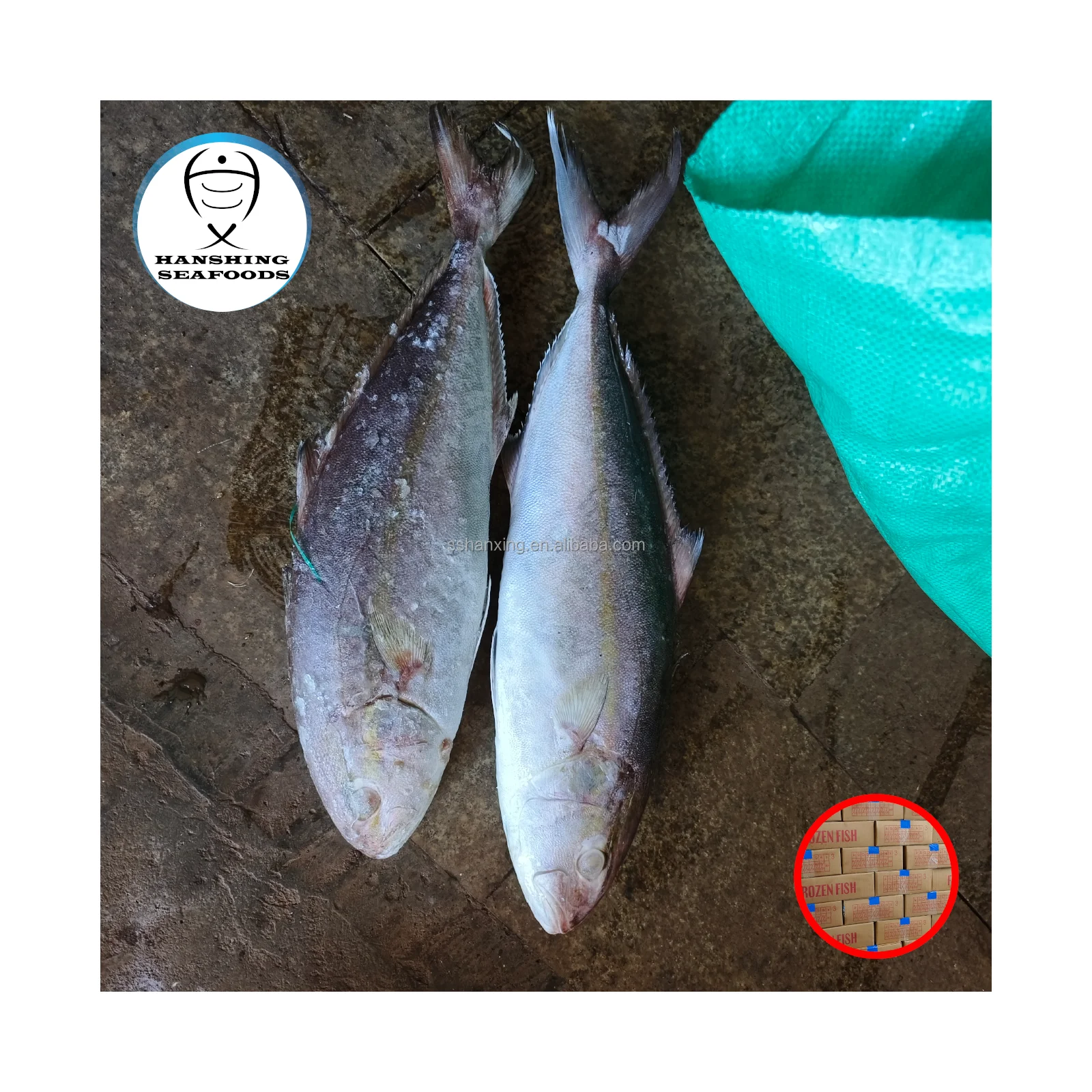 Yellow Tail Fish Whole Frozend From China Buy Frozen Yellow Tail Fish