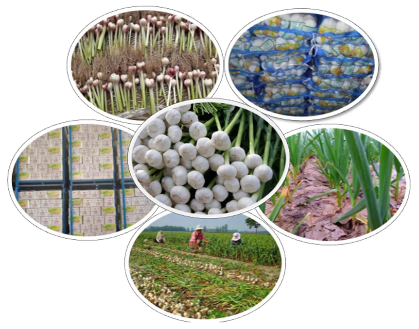 China usturoi proaspăt/ usturoi roșu ambalaj/ usturoi cu semințe 5% reducere