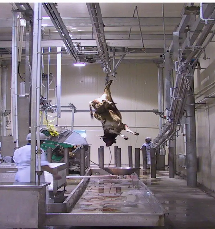 Halal cattle slaughtering equipment production line (suitable for slaughterhouses)