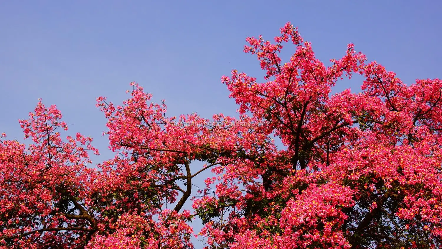 Chorisia Speciosa Silk Floss Tree Buy Chorisia Speciosa Silk Floss Tree Chorisia Landscape And Project Trees Chorisia Speciosa Bombax Plants Product On Alibaba Com