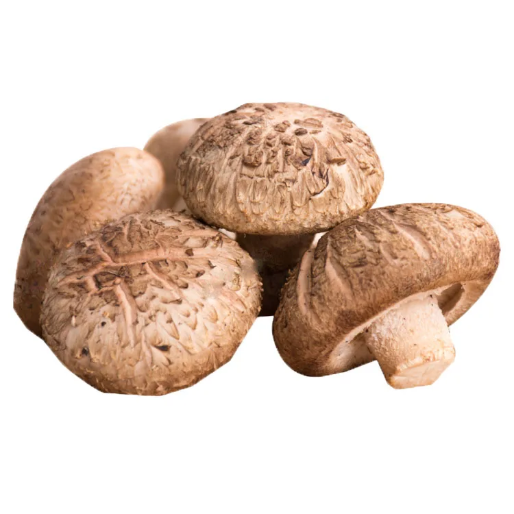 
Factory supplying wholesale fresh shiitake mushroom 