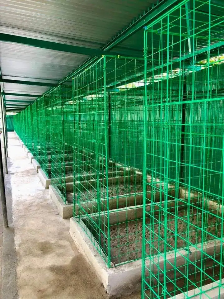 Gamefowl Cage/flying Pen/rooster Cages 5*5 *40inch Buy Rooster Cage